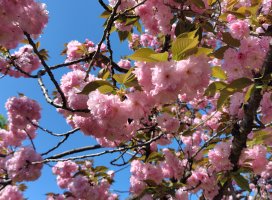 �ߤͤ���*�����Υĥ�����