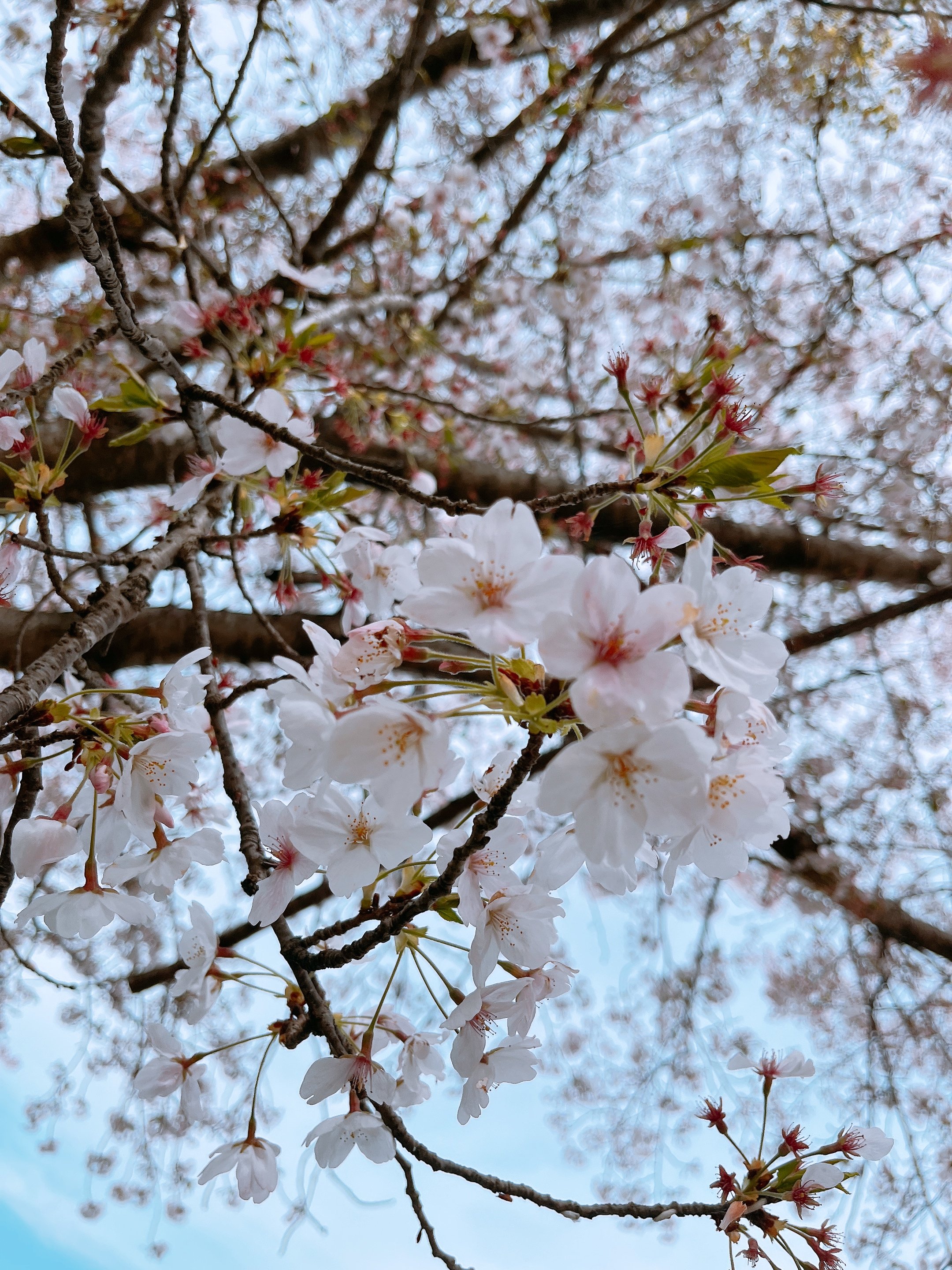 雪希ちゃんのツイート