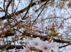 ��������Υĥ�����