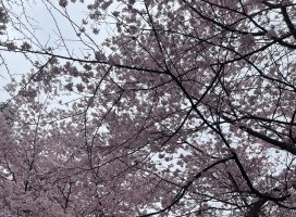 ��������Υĥ�����