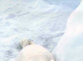 ��������Υĥ�����