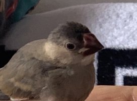 �꤫�����Υĥ�����