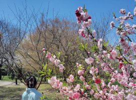 ���������Υĥ�����