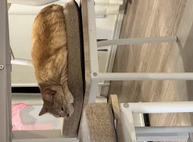 もな☆ちゃんのツイート