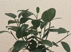 ももは＊.+ちゃんのツイート