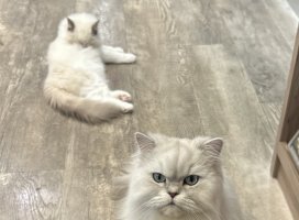 ゆあ＊*ちゃんのツイート