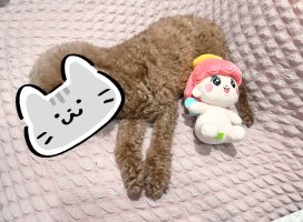 ꒰甘栗ふわり꒱˚ちゃんのツイート