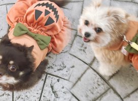 ゆにちゃんのツイート