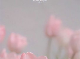 。さくら+.ちゃんのツイート