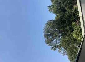 ふぅちゃんのツイート