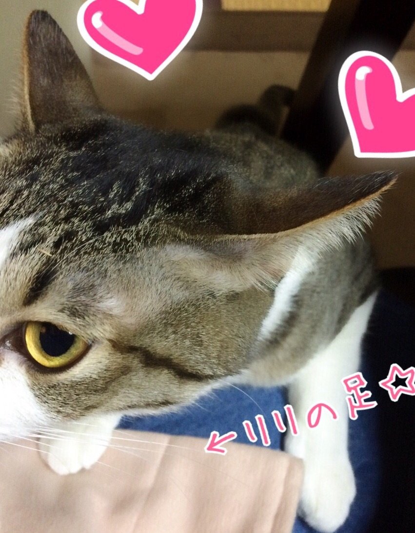 ♥♡♡♥Υĥ